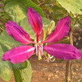 Bauhinia Purpurea Seeds – 10 Seeds for Purple Orchid Tree