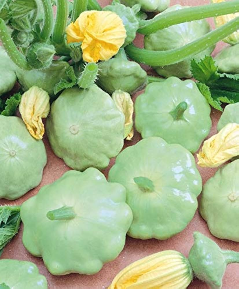 Benning’s Green Tint Squash Seeds - Heirloom Patty Pan, 30 Seeds