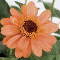 Profusion Apricot Zinnia Seeds – 100+ Seeds, Compact Hybrid, Apricot-Orange Blooms