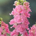 Antirrhinum majus Rocket Pink Snapdragon Seeds – 1000+ Seeds for Garden & Cut Flowers