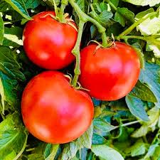 Tomato Seeds Super Sioux - 100 mg | Heat-Tolerant Solanum lycopersicum