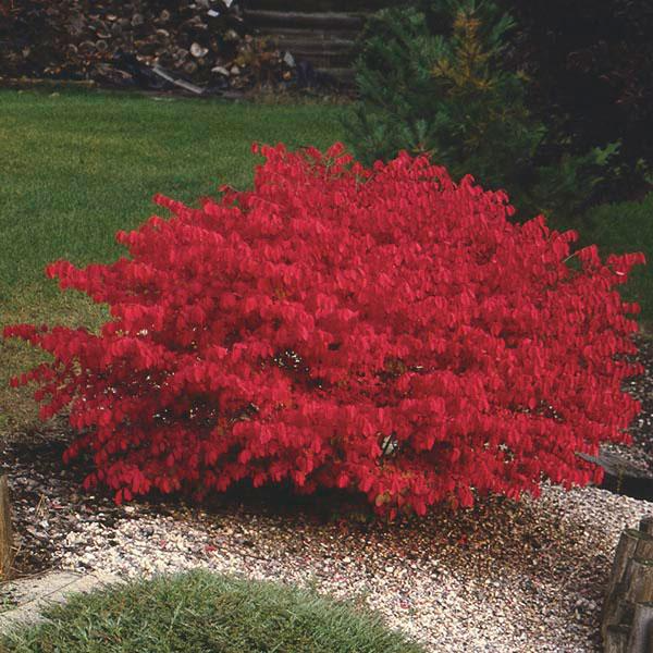 Dwarf Burning Bush Bare Root (Euonymus alatus) – 1 Bare Root Shrub, Hardy Deciduous