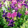 Clary Sage Tricolor Mix Seeds - 200 Non-GMO Native Wildflower for Pollinators