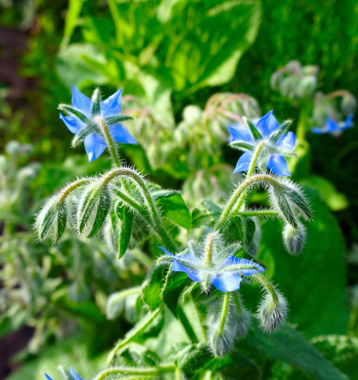Borage Seeds - 100 Seeds, Heirloom, Non-GMO | Cucumber-Flavored Leaves & Edible Blue Flowers