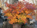 Trident Maple Seeds (Acer buergerianum) – 20 Seeds for Bonsai, Patio, or Shade