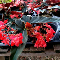Angel Wing Begonia Torch Red - Starter Plant in 4" Pot