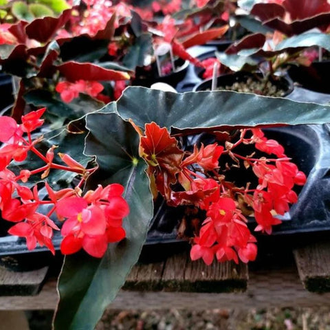 Angel Wing Begonia Torch Red - Starter Plant in 4" Pot