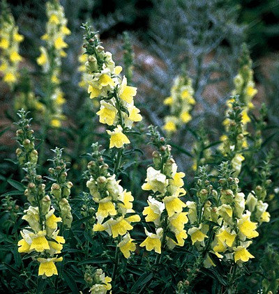 Orleans Early Lemon Yellow Snapdragon Seeds | 1000+ Non-GMO