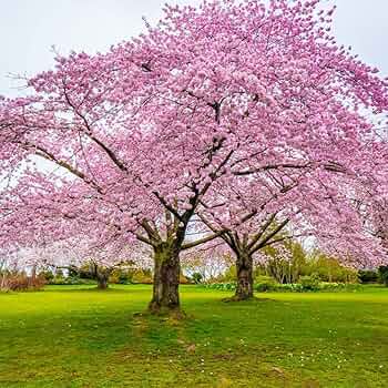 Japanese Cherry Blossom Tree Seeds (Prunus serrulata) – 20 Seeds for Bonsai or Garden