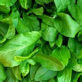 Large Leaf Sorrel (Rumex acetosa) Seeds – 250 mg, Perennial Herb for Planting