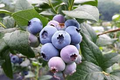 50 Southern Highbush Blueberry Seeds (Vaccinium corymbosum) for Zone 5-10