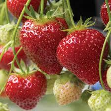 Albion Strawberry Bare-Root Plants (25) | Day-Neutral Fragaria × ananassa