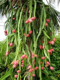 Red Dragon Fruit Cuttings (2) Pink Skin, Red Flesh – 6-8 Inches, Ready to Plant