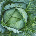 Cabbage Early Jersey Wakefield Seeds – 1g, Heirloom, Pointed Heads, 60–75 Days