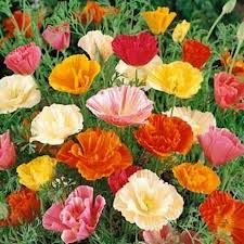 California Poppy Mission Bells Mix (Eschscholzia californica) - 1000 Seeds, Non-GMO