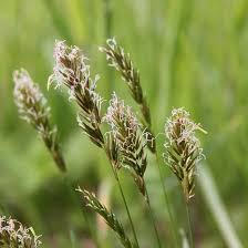 Sweet Vernal Grass Seeds (Anthoxanthum odoratum) – 300+ Fragrant Perennial Seed