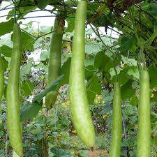 Cucuzzi Italian Edible Gourd Seeds – Heirloom, Long Light-Green Gourds, 10 Seeds