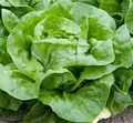 White Boston Lettuce Seeds (500) – Butterhead, Lactuca sativa