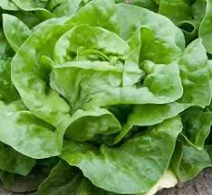 White Boston Lettuce Seeds (500) – Butterhead, Lactuca sativa