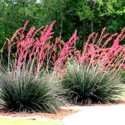 Red Yucca Seeds (Hesperaloe parviflora) – Drought-Tolerant Perennial Succulent, 25 Seeds