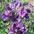 Mammoth Navy Sweet Pea Seeds – 50+ Deep Blue Blooms, Climbing Vine for Trellises