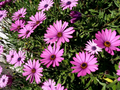 Dark Purple Cape Daisy Seeds (200+) – Osteospermum ecklonis, Drought-Tolerant Annual/Perennial Seeds