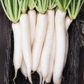 Miyashige Daikon Radish Seeds - Heirloom Japanese Daikon, 12-18" Long, Mild & Crisp
