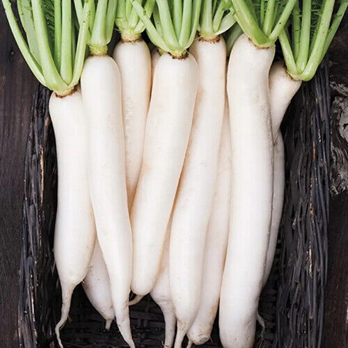 Miyashige Daikon Radish Seeds - Heirloom Japanese Daikon, 12-18" Long, Mild & Crisp
