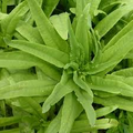 Asparagus Lettuce New Yu Mai Seeds – 500mg | Lactuca sativa var. asparagina | Fast-Growing Asian Green