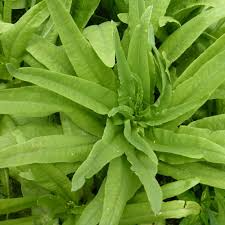 Asparagus Lettuce New Yu Mai Seeds – 500mg | Lactuca sativa var. asparagina | Fast-Growing Asian Green