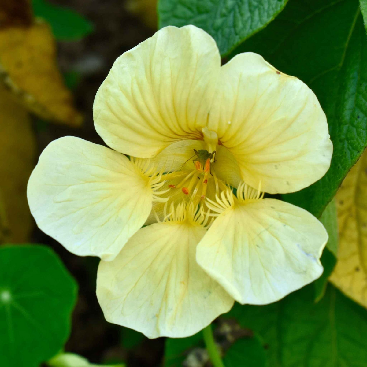 Nasturtium Moonlight Seeds - Creamy White Edible Flowers, Heirloom, Non-GMO