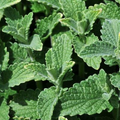 Catnip Seeds - Nepeta cataria, 500 Non-GMO Perennial Seeds for Indoor/Outdoor Growing