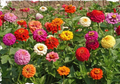 Zinnia SUPER CACTUS GIANT Mix Seeds - 100 Non-GMO Annual Flowers for Beds, Borders, and Cut Flowers