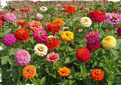 Zinnia SUPER CACTUS GIANT Mix Seeds - 100 Non-GMO Annual Flowers for Beds, Borders, and Cut Flowers