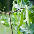 Pea Snow Dwarf Sugar Grey Seeds - 5g, Heirloom Pisum sativum, Cold Hardy Bush Pea for Garden & Containers