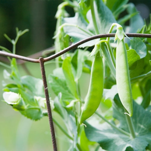 Pea Snow Dwarf Sugar Grey Seeds - 5g, Heirloom Pisum sativum, Cold Hardy Bush Pea for Garden & Containers