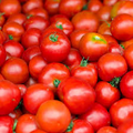 10 Seeds Early Girl Tomato (F1 Hybrid) – Fast-Maturing, Sweet & Juicy Tomato Variety