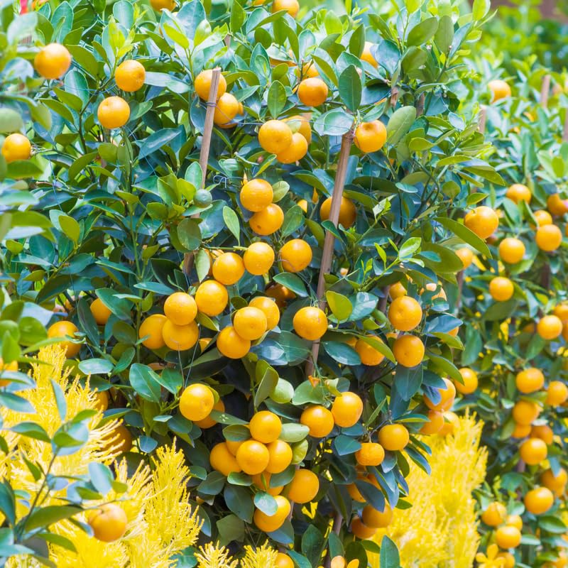 Calamansi Plant Tree (Citrus Microcarpa) | 8-12 Inch Seedling | Indoor & Outdoor