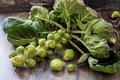 Mighty Brussels Sprouts Seeds - 500+ High-Yield, Cold-Hardy Variety for Fall/Winter Harvest