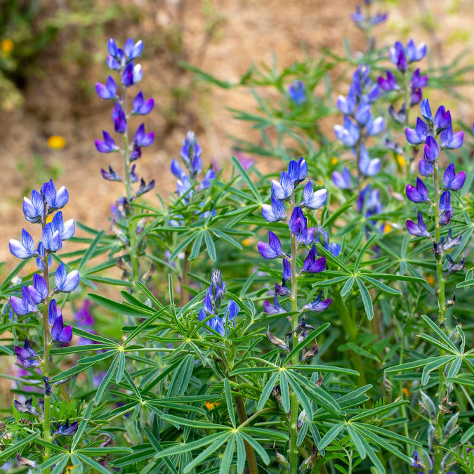 Lupinus angustifolius Blue Annual Lupine Seeds – 25+ Seeds for Pollinators, Full Sun