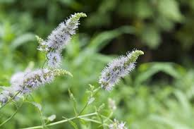Spearmint Seeds – Mentha spicata, 30mg for Planting