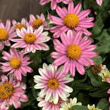 Profusion Cherry Bicolor Zinnia Seeds – 100+ Seeds | Compact, Pollinator-Friendly Annual