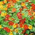 Nasturtium Alaska Mix Seeds - Tropaeolum majus 50+ Seeds, Edible Flowers, Variegated Foliage
