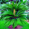 5 King Sago Palm Seeds (Cycas Revoluta) - Hardy Tropical Cycad