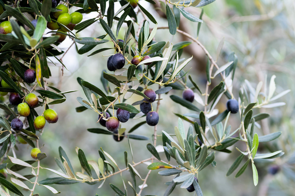 Canino Olive Tree Seeds (Olea europaea) - Mediterranean Edible Fruit, Heirloom Variety, 10 Seeds