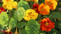 Alaska Gold Nasturtium Seeds (Tropaeolum majus) - 50+ Yellow Blooms, Variegated Foliage