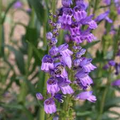 Penstemon Humilis Seeds (Low Beardtongue) - 100 mg for Planting