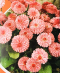 Peach English Daisy Seeds - Bellis perennis, Peach-Pink Blooms, 200+ Seeds