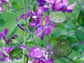 Money Plant Seeds Lunaria annua (Honesty) – 100 Non-GMO Violet Blooms + Silver Seed Pods