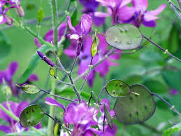Money Plant Seeds Lunaria annua (Honesty) – 100 Non-GMO Violet Blooms + Silver Seed Pods